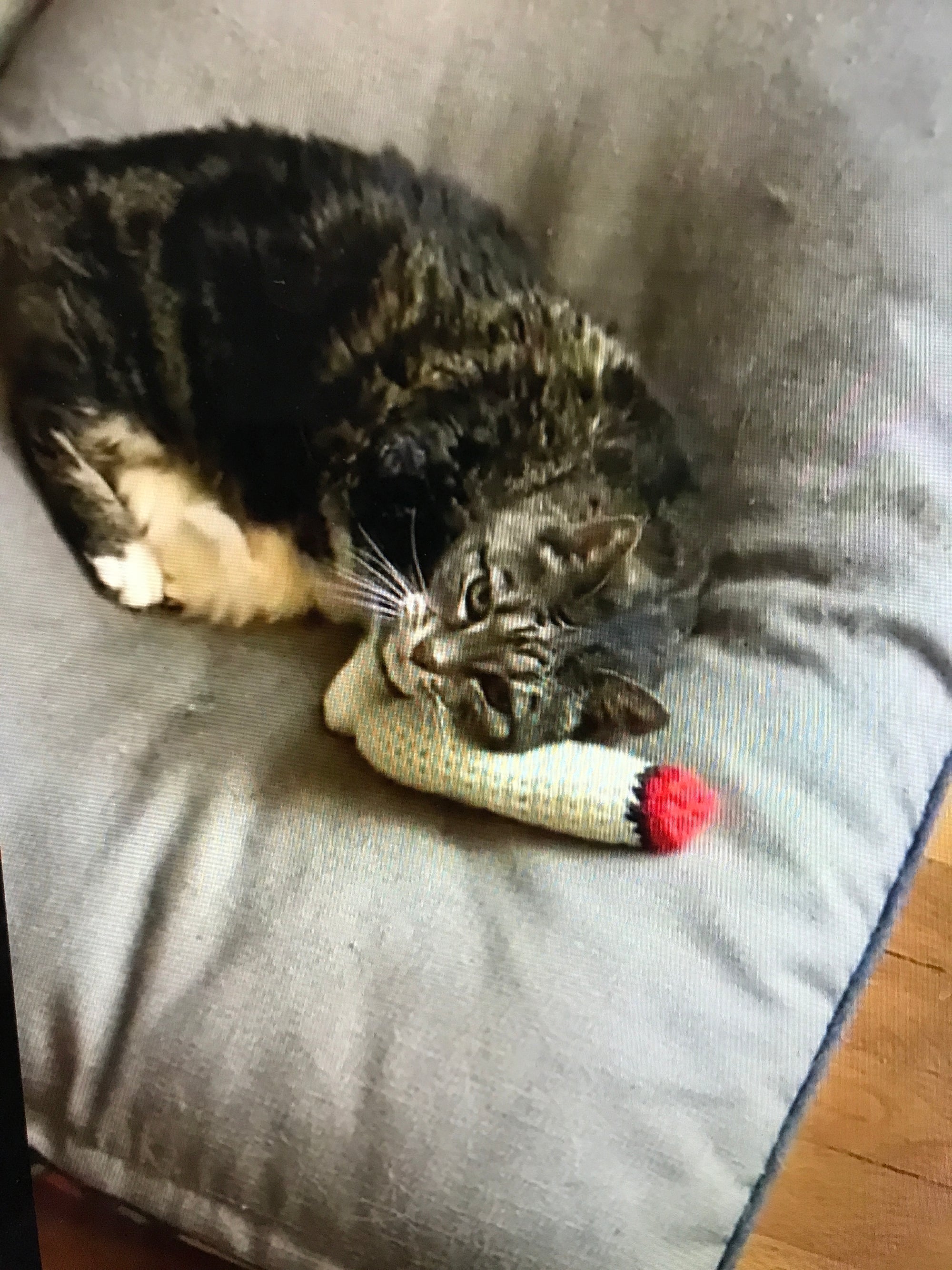 Joint Catnip Toy - Refillable
